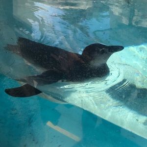 Meet your Posher, Paiton